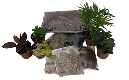 Hirt's Terrarium Kit with 5 Terrarium Plants in 2" Pots