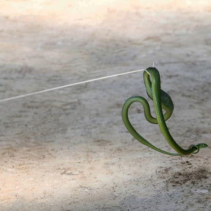 SUPVOX Retractable Stainless Steel Snake Hook Snake Grabber Tool for Safe Reptile Handling and Catching in Outdoor and Pet Care Use