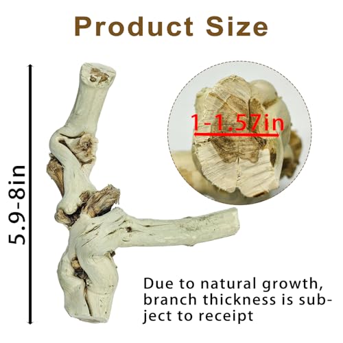 BNOSDM Reptile Branches, 5.9inch Snake Climbing Branch, Terrarium Wood Branch Decor, Bearded Dragon Tank Climbing Accessories for Lizard, Gecko, Chameleon, Frog