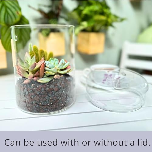 LaLaGreen Indoor Planter (6x9 Inch) Small Glass Terrarium Jar with Lid for Succulent Plants, Reptile Cactus Mini Fern Fairy Moss Tabletop Decoration Container Pot Kitchen Office Home Garden Decor