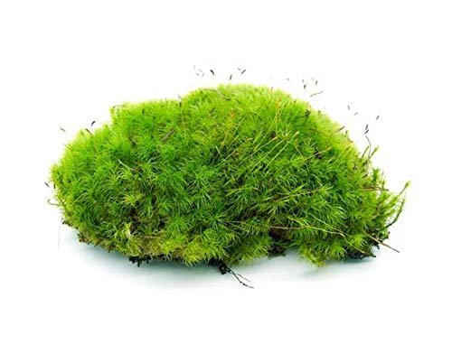 BIODUDE Live Terrarium Moss - Natural Pillow Moss