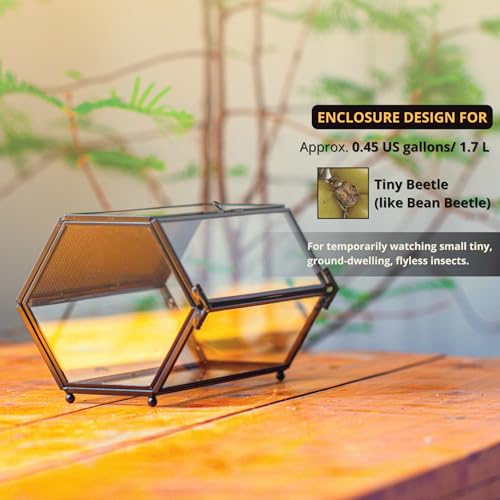 NCYP Small Glass Enclosure Terrarium with Mesh & Door for Tiny Beetle - Hexagon Jumping Spiders Vented Glass Terrarium 7.87'' x 4.52'' x 3.93'', Black (Plants Not Include) - size: 7.87'' x 4.52'' x 3.93''