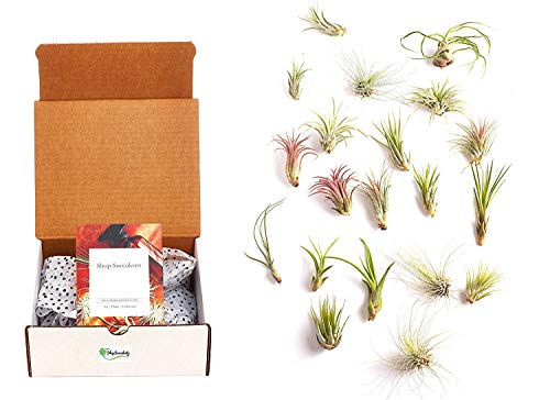 Shop Succulents | Assorted Collection of Tropical Tillandsia Air Plant Kit, Hand Selected Variety Pack | Collection of 24 - size: 24-Pack