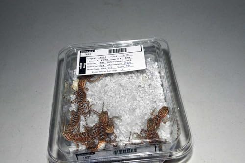 Nature Zone HerpPro Hatch Kit Hatching Reptile Eggs, Lizards, Snakes, Pythons, Tortoises, Turtles