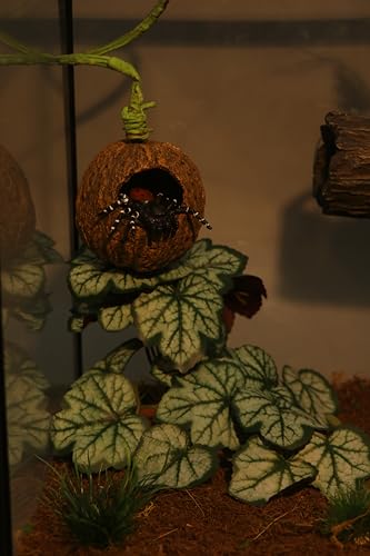 AQUA KT Reptile Jumping Spider Enclosure Hideout Hide Rock with Climbing Vine for Small Insects Jumping Tarantulas Amphibian Terrariums Habitat Decoration