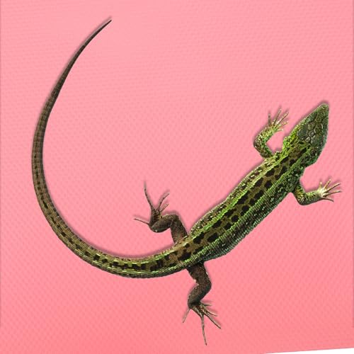 jojofuny Reptile Carpet Substrate Mat for Leopard Gecko Bearded Dragon Snake Tortoise Tank Accessories Foldable Lightweight Terrarium Liner Bedding Suitable for All Reptiles