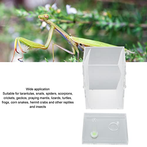 Reptile Enclosure Tank, Mini Acrylic High Transparency Moisturizing Reptile Breeding Box, Acrylic Reptile Cage Terrarium Tank for Tarantula Scorpion Sling Isopods(L)