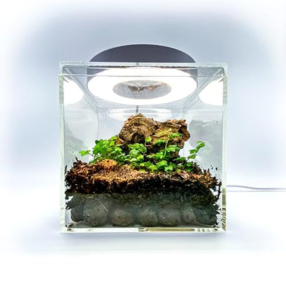 Generic Tiny Terrarium Kit with Isopods (6x6 inch) - DIY Starter Kit, BioActive Enclosure, Live Tropical Plants, LED Grow Light, Soil & Drainage, White