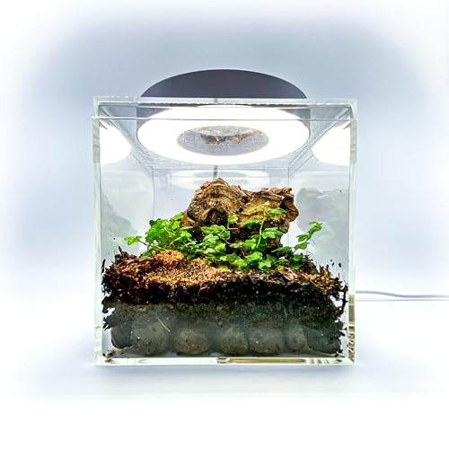 Generic Tiny Terrarium Kit for Springtails (4x4 inch) - BioActive Enclosure, Live Tropical Plants, LED Grow Light, Soil & Drainage, White