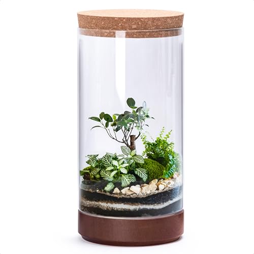 Clear Glass Houseplant Terrarium Planter, 6" W x 12" H, Cylindrical Terrarium with Wooden Base & Cork Lid | Versatile Tabletop Decoration for Home or Office or Hydroponics (Plant Not Included), 41-A-L - size: 6.2"D×12"H