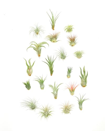 Shop Succulents | Assorted Collection | Variety of Species, Tropical House Plant for Home Décor, DIY Terrariums, 20-Pack - size: 20 Pack, style: Assorted Collection