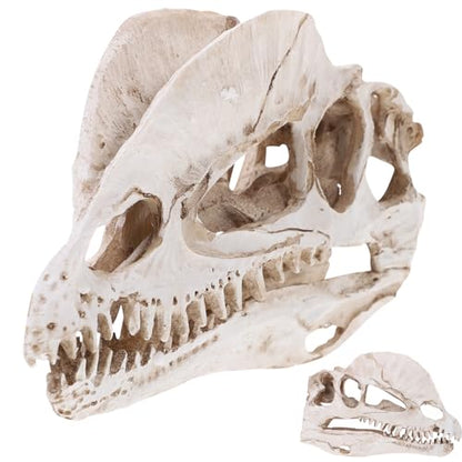 NUOBESTY Resin Dinosaur Skeleton Aquarium Decoration Dinosaur Skull Skeleton Ornament Fish Tank Aquarium Terrarium Decoration
