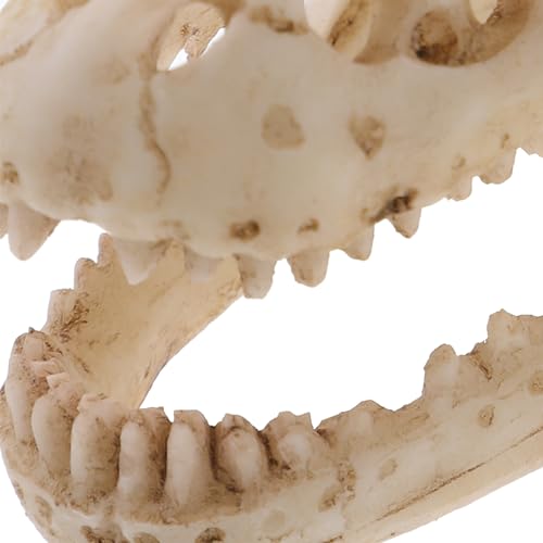 Resin Dinosaur Skull Model Realistic for Office Display Small Decoration for Terrariums Halloween Decor and Anatomy Teaching Tool