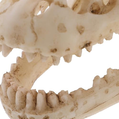 Resin Dinosaur Skull Model Realistic for Office Display Small Decoration for Terrariums Halloween Decor and Anatomy Teaching Tool