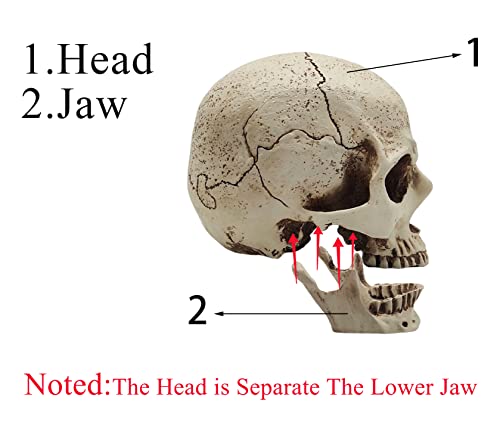 1:1 Resin Skull Head Model Simulation Skeleton Head Medical Skull Art Copy for Halloween Decor