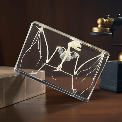 Taxidermy Bat and Real Bat Specimens Mounted in Resin, Ideal Gift for Fans of Taxidermy, Animal Skulls, Oddities, and Biology (Bat Skeleton (5.3x3.5x1.3 Inch)) - color: Bat Skeleton (5.3x3.5x1.3 Inch)