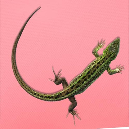 VANZACK Reptile Carpet for Terrarium Non-Slip Liner Mat Washable Reptile Cage Accessory for Leopard Gecko Bearded Dragon Snake Tortoise Enclosure