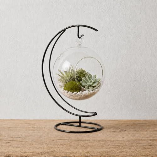 Creations by Nathalie Glass Terrarium: Air Plant & Succulent Holder, DIY Kit Vase (Glass Globe with Stand)