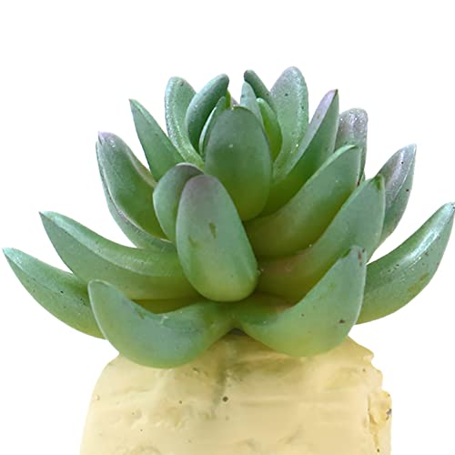 VOCOSTE Cactus Plant Terrarium Reptile Tank Habitat Decor for Reptiles, Plastic, Green