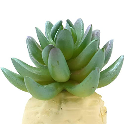VOCOSTE Cactus Plant Terrarium Reptile Tank Habitat Decor for Reptiles, Plastic, Green