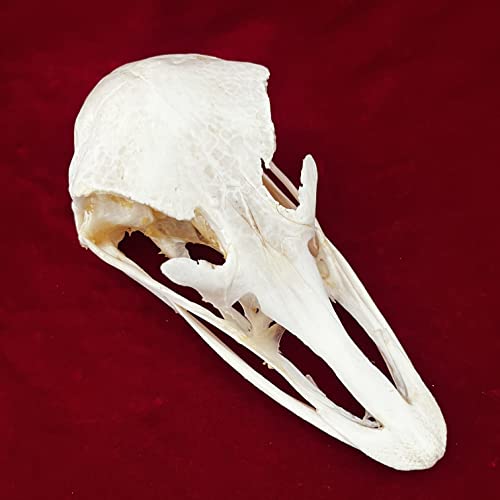 Taxidermy Real Animals Skulls, Real Bones Specimen, Taxidermy Supplies for Science Education, Special Gift (Ostrich Skull) - style: Ostrich Skull