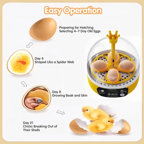 Tissting 4 Eggs Mini Incubator with Transparent Lid,7W Automatic Temperature Humidity Control,Household Small Poultry Hatching Machine,for Chickens Ducks Pigeons (Auto Turning) - color: 4 Eggs Auto Turning