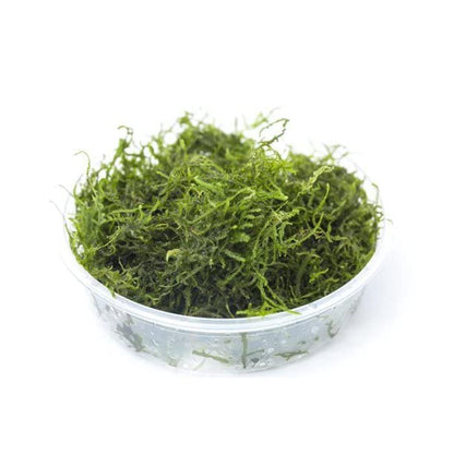 Moss for Aquariums | Live Aquatic Moss (Flame Moss, 1) - style: Flame Moss