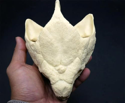 Taxidermy Real Animal Skull, Original Alligator Turtle Skull Model, Craft Animal Bones Real, Skull Decoration, Science Education Tool for Home, Specimen Collectibles Study DIY Office.