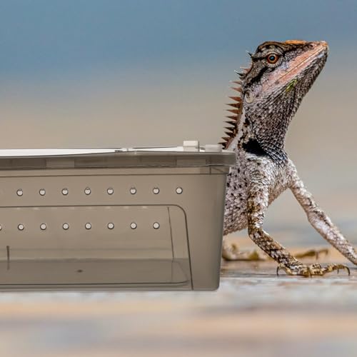 Reptile Feeding Box Portable Small Snake Terrarium Habitat Mini Pet Breeding Cage Hatching Container Transparent Lizard Houses for Tarantula Spider Scorpion Gecko Frog 2PCS