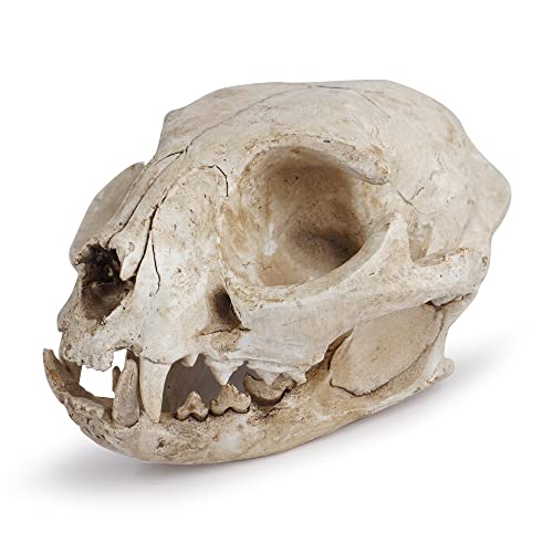 Halloween Resin Cat Skull Skeleton Model Figurine Animal Scary Skeleton Props for Home Décor Aquarium Fish Tank Landscape Collectible Teaching Prop