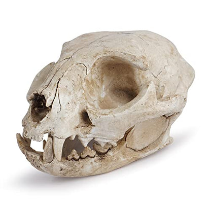 Halloween Resin Cat Skull Skeleton Model Figurine Animal Scary Skeleton Props for Home Décor Aquarium Fish Tank Landscape Collectible Teaching Prop