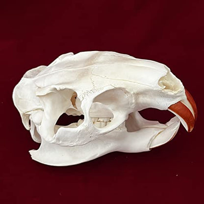 Taxidermy Real Animals Skulls, Real Bones Specimen, Taxidermy Supplies for Science Education, Special Gift (Coypu Skull) - style: Coypu Skull