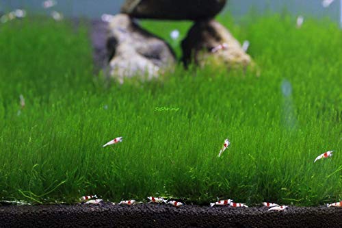 Live Aquarium Moss Plant (Flame Moss Pad (3x3 inch))