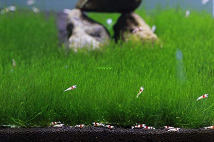 Live Aquarium Moss Plant (Flame Moss Pad (3x3 inch))