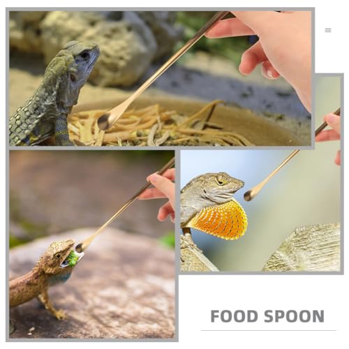 Housoutil 3pcs Reptile Feeding Spoon Handle Lizard Food Scoop for Bearded Dragons Geckos More Easy to Use for Pet Owners Gold - color: As Shown 3