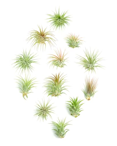 Shop Succulents Ionantha Tillandsia Air Plants, Assorted Mini Live Indoor Plants for Home Decor & Gifts, Low Maintenance, Natural Air Purifier, Hanging Plants, Favors, Terrarium Plants, Pack of 12 - size: 12 Pack, style: Ionantha Collection