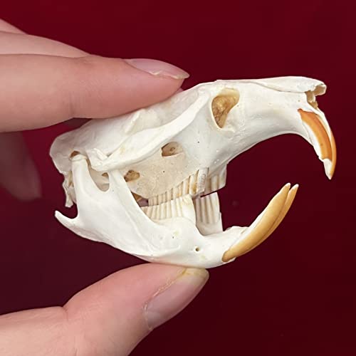 Taxidermy Real Animals Skulls, Real Bones Specimen, Taxidermy Supplies for Science Education, Special Gift (Muskrat Skull) - style: Muskrat Skull