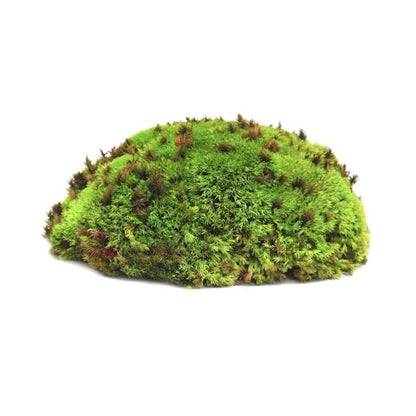 Galápagos (05350) Humid Environment Terrarium Kit – Essential Moss Accessories for Dart Frogs, Iguanas, Chameleons & Reptile Tanks
