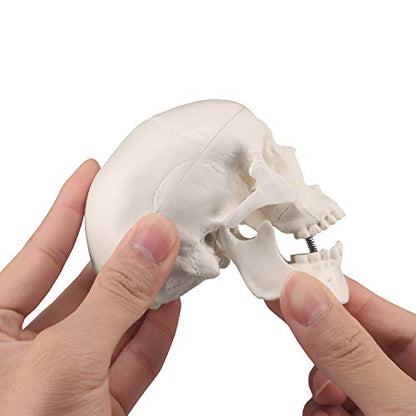 Medarchitect Mini Skull Model Small Size Human Anatomy Skull Model with Moving Jaw and Articulated Mandible for Drawing Cranium Medical Education, Decoration, Art Student Sketching
