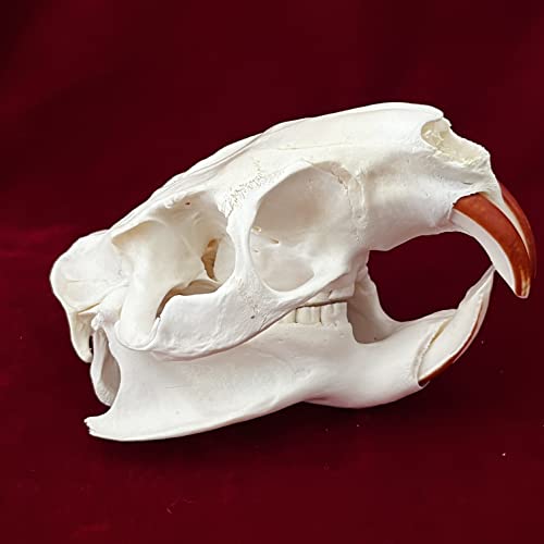 Taxidermy Real Animals Skulls, Real Bones Specimen, Taxidermy Supplies for Science Education, Special Gift (Coypu Skull) - style: Coypu Skull