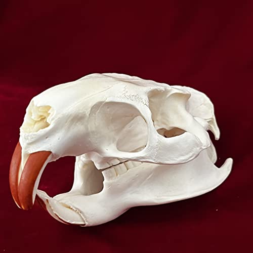 Taxidermy Real Animals Skulls, Real Bones Specimen, Taxidermy Supplies for Science Education, Special Gift (Coypu Skull) - style: Coypu Skull