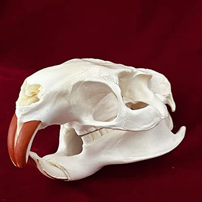Taxidermy Real Animals Skulls, Real Bones Specimen, Taxidermy Supplies for Science Education, Special Gift (Coypu Skull) - style: Coypu Skull