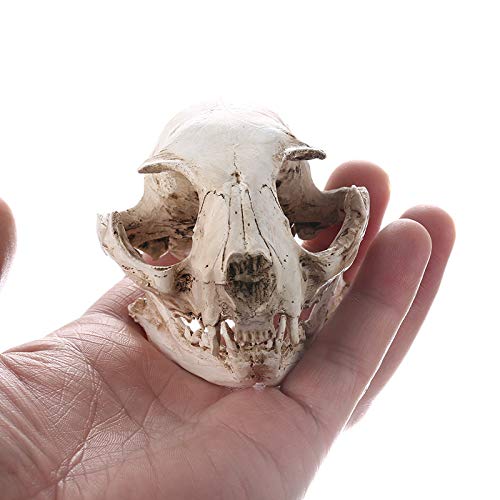 Halloween Resin Cat Skull Skeleton Model Figurine Animal Scary Skeleton Props for Home Décor Aquarium Fish Tank Landscape Collectible Teaching Prop