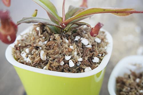 2 Qts Carnivorous Plant Soil Mix, Great Potting Soil for Venus Fly Trap Live Plant, Pitcher Plants, Sundews and Butterworts - size: 2QT
