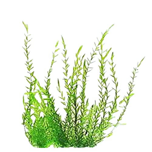 Willow Moss Fontinalis Antipyretica 4 Oz Cup - Live Aquarium Moss for Freshwater Fish Tank, Shrimp Safe, Low Light, Cold Water Hardy, Attaches to Wood and Rock