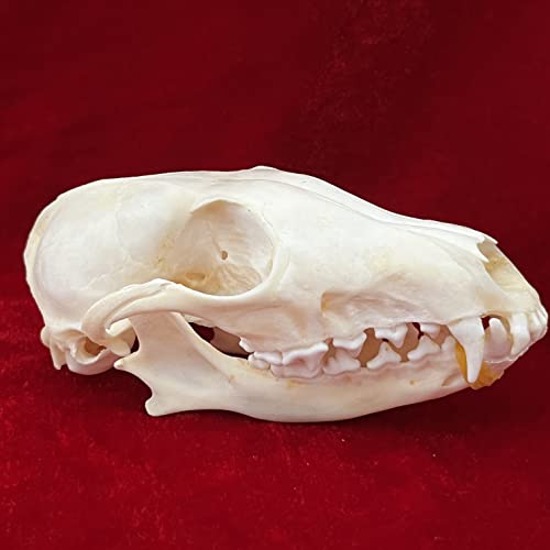 Taxidermy Real Animals Skulls, Real Bones Specimen, Taxidermy Supplies for Science Education, Special Gift (Fox Skull) - style: Fox Skull