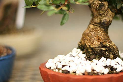 Tinyroots Horticultural Pumice Soil Additive - Succulents, Cactus, Bonsai & Other Plants - 100% Pure Volcanic Rocks + 1/4 inch Soil Additive, No Artificial Coloring, No Dyes, No Chemicals (2.5 Gallon) - size: 2.5 Gallon