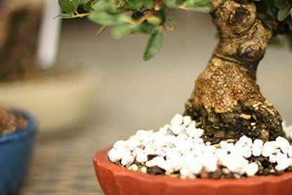 Tinyroots Horticultural Pumice Soil Additive - Succulents, Cactus, Bonsai & Other Plants - 100% Pure Volcanic Rocks + 1/4 inch Soil Additive, No Artificial Coloring, No Dyes, No Chemicals (2.5 Gallon) - size: 2.5 Gallon