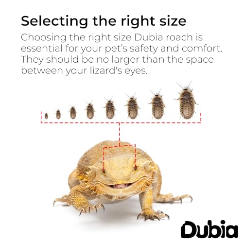 Dubia Roaches 500 Small