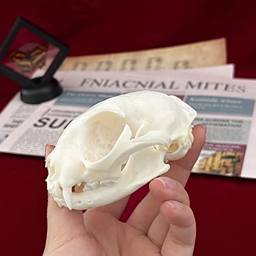 Taxidermy Real Animals Skulls, Real Bones Specimen, Taxidermy Supplies for Science Education, Special Gift - style: Cat Skull